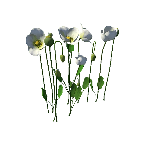 Papaveraceae flower_white